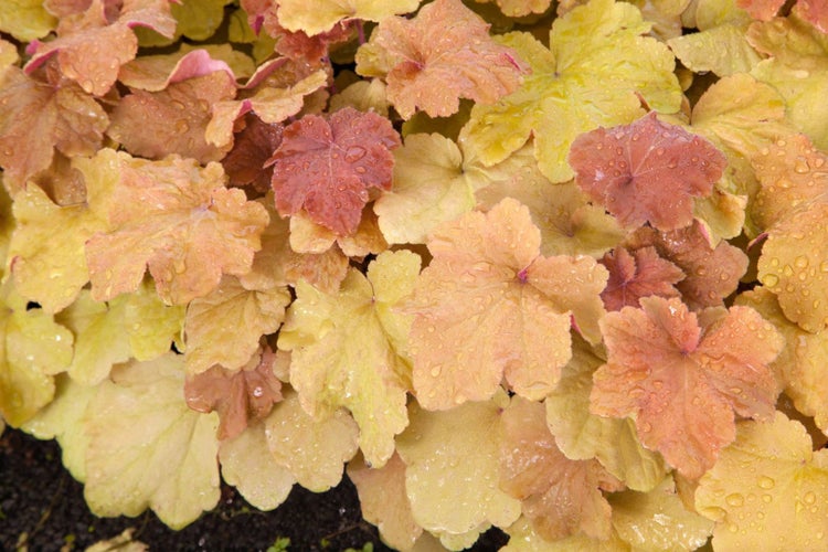 Heuchera villosa 'Caramel', Purpurglöckchen, orange, ca. 9x9 cm Topf