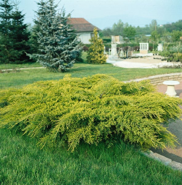 Juniperus media 'Old Gold', Wacholder, goldgelb, 15–20 cm