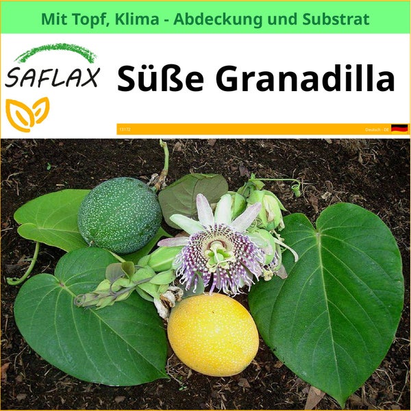 Süße Granadilla Pflanze mit Frucht, Blüte und Blättern