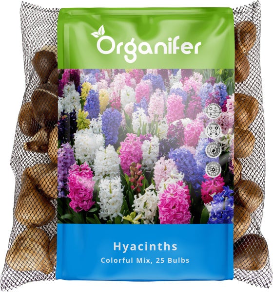 Organifer Hyazinthen Blumenzwiebeln, bunte Mischung, 25 Stück