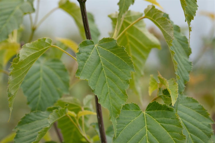 Acer davidii, Schlangenhaut-Ahorn, 175–200 cm