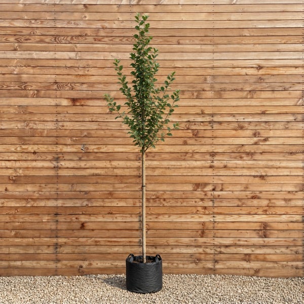 Junger Baum als Hochstamm in einem schwarzen Pflanzsack vor einer Holzwand