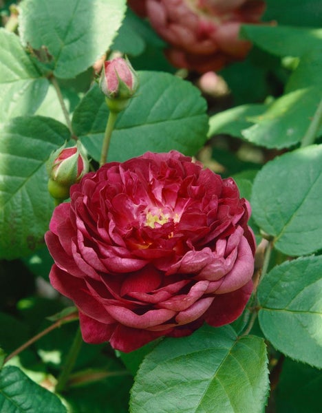 Rosa 'Cardinal De Richelieu', historische Rose, violett, 5-7,5 L Container