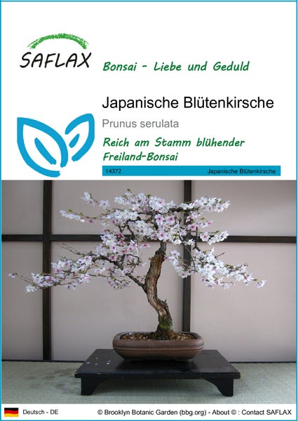 SAFLAX  - Japanische Blütenkirsche - Prunus serulata - 30 Samen
