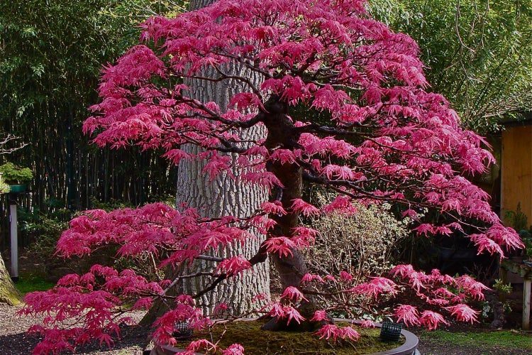SAFLAX  - Roter Fächerahorn - Acer palmatum atropurpureum - 20 Samen - Mit keimfreiem Anzuchtsubstrat