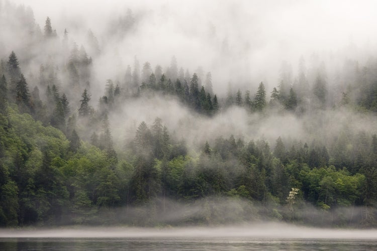 Dichter Nadelwald am Seeufer mit aufsteigendem Nebel in einer atmosphärischen Gebirgslandschaft.