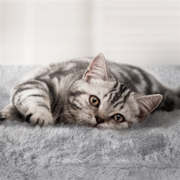 Getigerte Katze liegt auf einem weichen Katzenbett