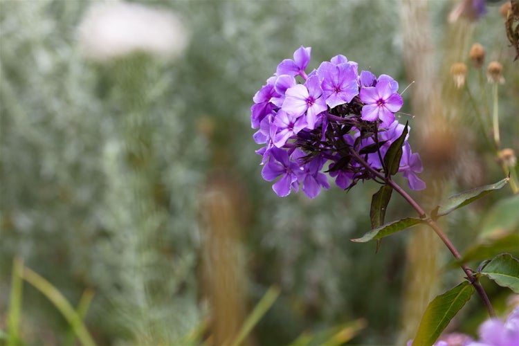 Phlox paniculata 'Blue Paradise', Flammenblume, blau-violett, ca. 11x11 cm Topf