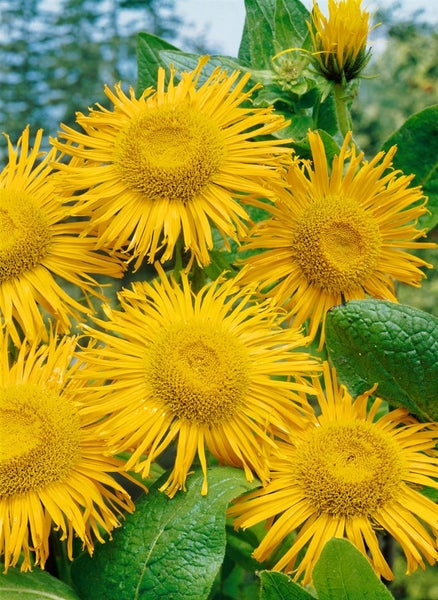 Inula magnifica, Pracht-Alant, gelb, ca. 9x9 cm Topf