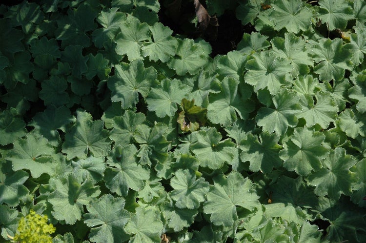 Alchemilla mollis, Frauenmantel, grünlich-gelb, ca. 9x9 cm Topf