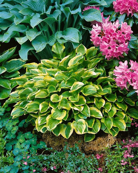 Hosta nakaiana 'Golden Tiara', Funkie, grün-gelb, ca. 11x11 cm Topf