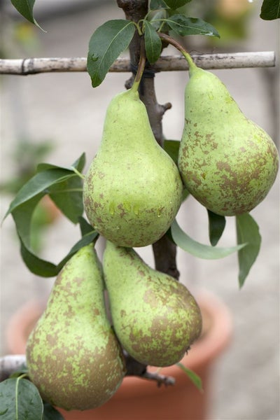 Prunus domestica 'Zwergobst', Terrassenobst, 40 cm Stammhöhe