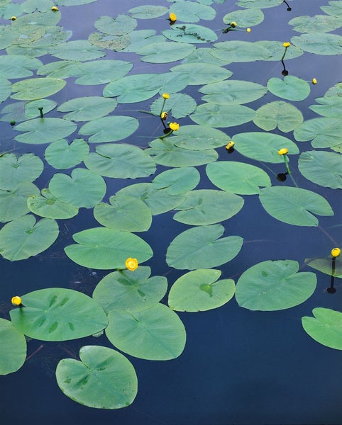 Nuphar lutea, Gelbe Teichrose, ca. 11x11 cm Topf