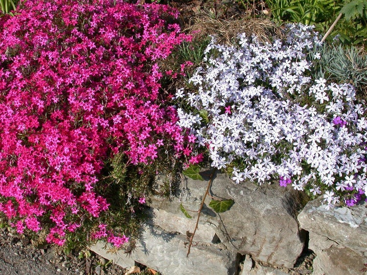 Rosa und hellblaue Polsterphlox-Pflanzen blühend über einer Natursteinmauer im Garten.