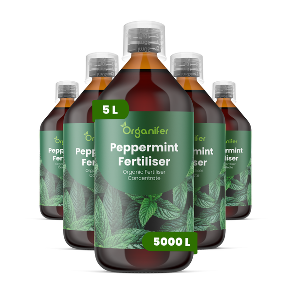 Fünf Flaschen Organifer Pfefferminz-Dünger Konzentrat zu je fünf Liter, ergibt pro Flasche 5000 Liter Düngemittel, organischer Pflanzendünger.