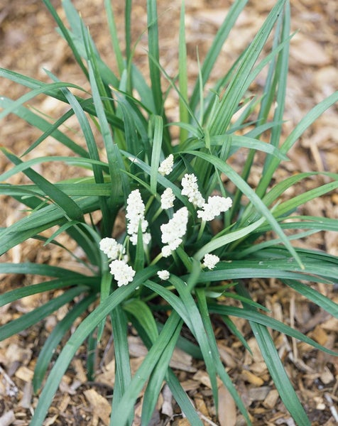 Liriope muscari, Lilientraube, immergrün, ca. 9x9 cm Topf