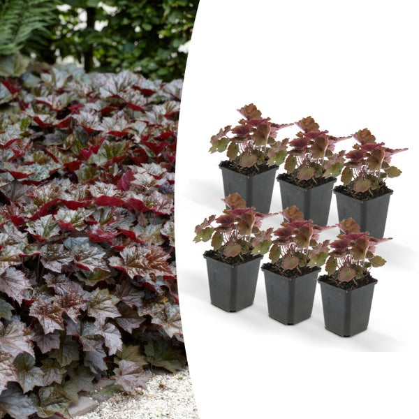 Bodendecker - Purpurglöckchen - Heuchera mic. 'Palace Purple' - 9cm Topf - Set mit 6 Pflanzen