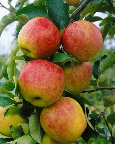 Malus 'Jonagold', Apfelbaum, 40 cm Stammhöhe