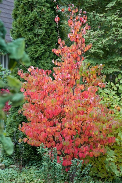 Cornus sanguinea, Roter Hartriegel, 60–100 cm