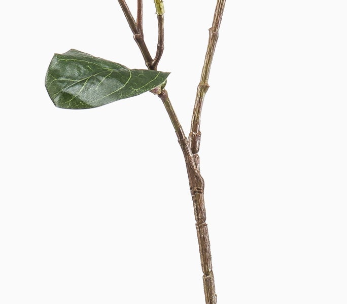 Nahaufnahme eines braunen Pflanzenzweigs mit einem einzelnen grünen Blatt und sichtbaren Blattadern.