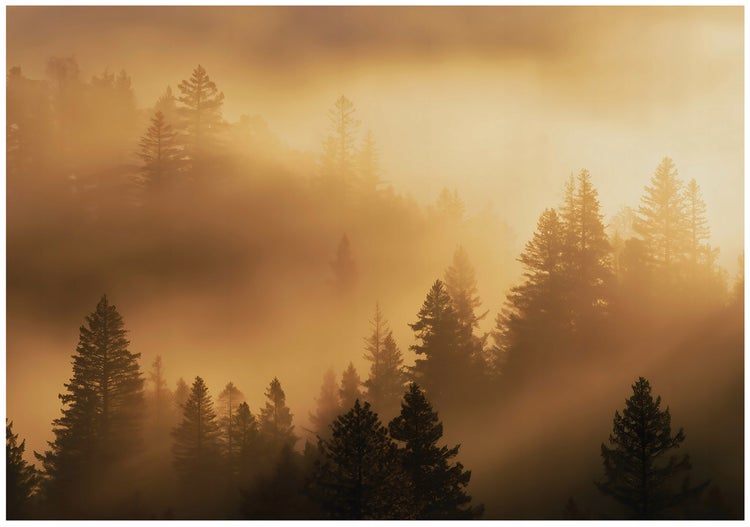 Nebelverhangener Wald mit silhouettierten Bäumen