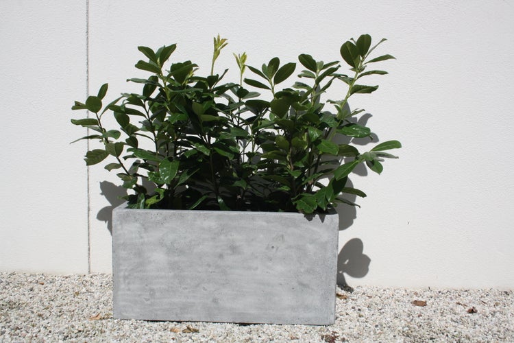 Kirschlorbeer Prunus laurocerasus in einem rechteckigen Pflanzkasten in Betonoptik auf hellem Kies.