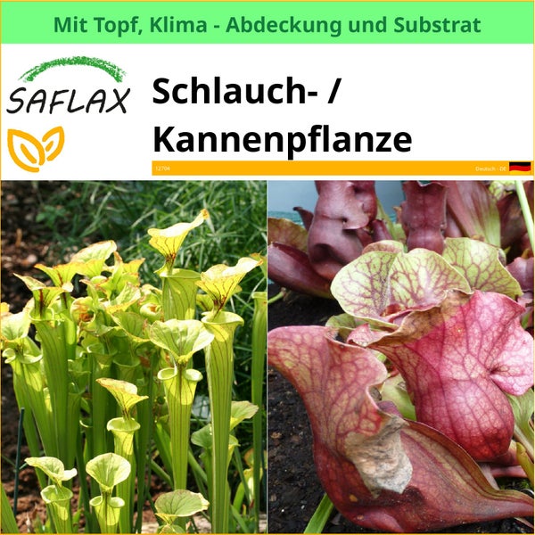 SAFLAX Garden to go - Schlauch- / Kannenpflanze - Sarracenia flava / S. purpurea - Mix - 10 Samen - Mit Topf, Klima - Deckel und Anzuchtsubstrat