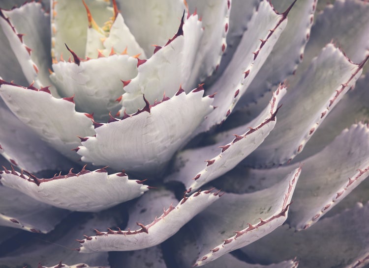 Nahaufnahme einer Agave mit dicken Blättern und scharfen rötlich-braunen Dornen an den Rändern, in einer Rosettenform angeordnet.