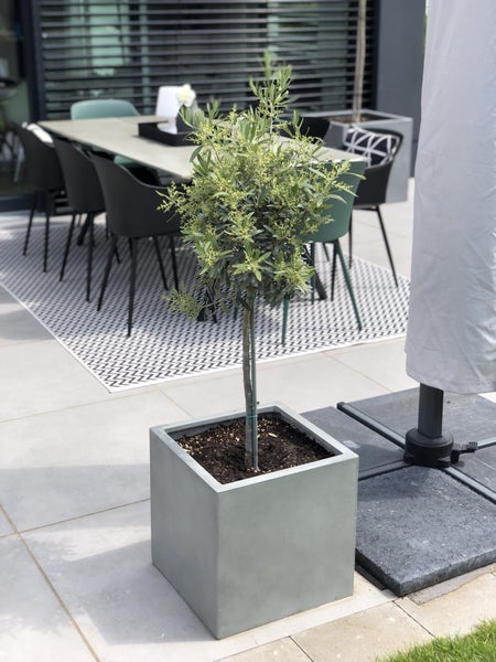 Kleiner Olivenbaum in einem quadratischen grauen Pflanzkübel auf einer modern gestalteten Terrasse mit Esstisch und Stühlen.