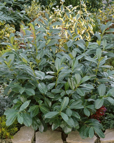 Prunus laurocerasus 'Rotundifolia', Kirschlorbeer, 175–200 cm