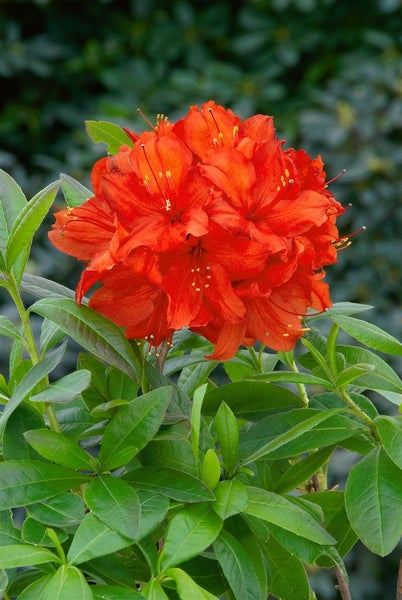 Rhododendron luteum 'Nabucco', leuchtend rot, 30–40 cm