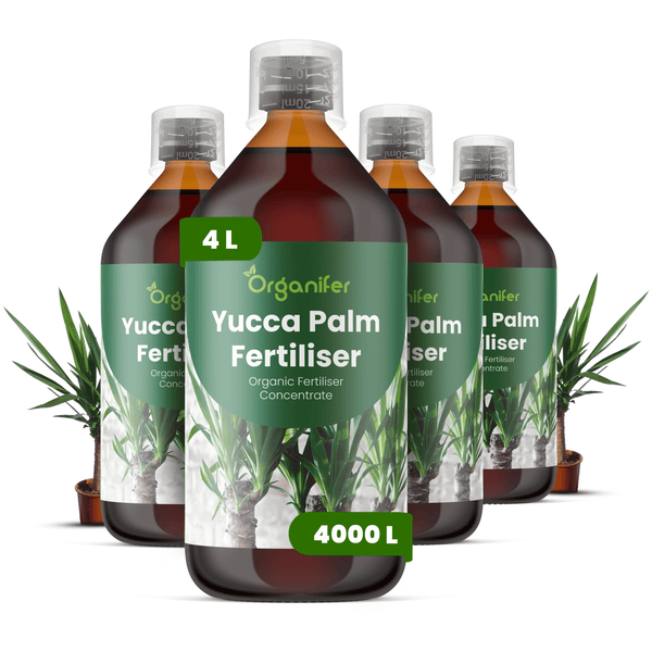 Organifer Yucca-Palmendünger, 4 Liter organisches Düngerkonzentrat für 4000 Liter, vier Flaschen mit Messkappe.