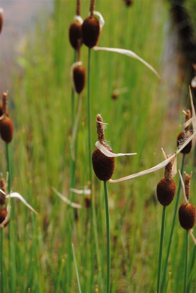 Typha minima, Zwergrohrkolben, ca. 9x9 cm Topf
