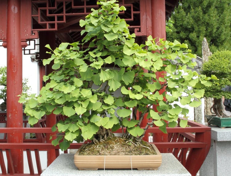 SAFLAX  - Ginkgo - Ginkgo biloba - 4 Samen