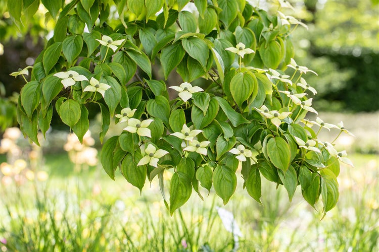 Blühender Blumenhartriegel-Baum mit grünen Blättern