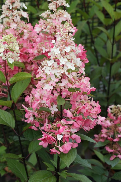 Rispenhortensie mit großen kegelförmigen Blütenrispen in Gartenumgebung.