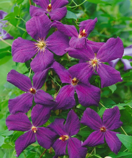 Clematis viticella 'Polish Spirit', violett, 80–100 cm