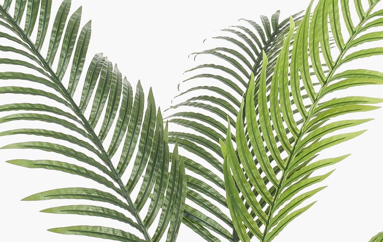 Grüne Palmblätter mit detaillierten Blattwedeln.