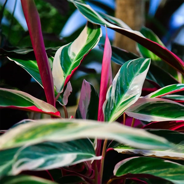 Calathea Triostar No.19