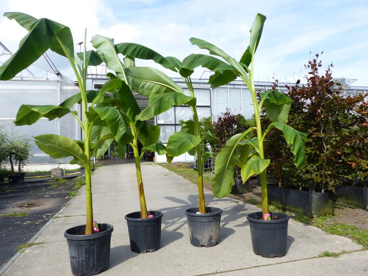 Vier große Bananenpflanzen mit grünen Blättern in schwarzen Kunststofftöpfen auf einem Betonweg vor einem Gewächshaus.