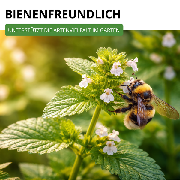 Bienenfreundlich, unterstützt die Artenvielfalt im Garten.