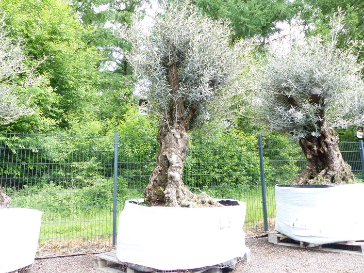 genau dieser Baum L9 Olivenbaum 230 cm, knorrige alte urige Olive winterhart