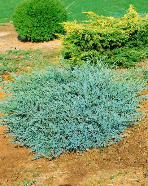 Juniperus virginiana 'Grey Owl', Wacholder, silbergrau, 40–60 cm