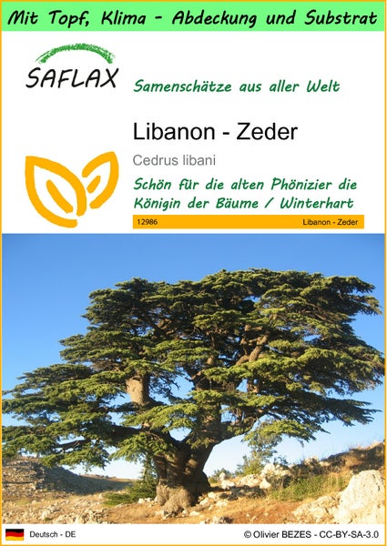 SAFLAX Garden to go - Libanon - Zeder - Cedrus libani - 20 Samen - Mit Topf, Klima - Deckel und Anzuchtsubstrat