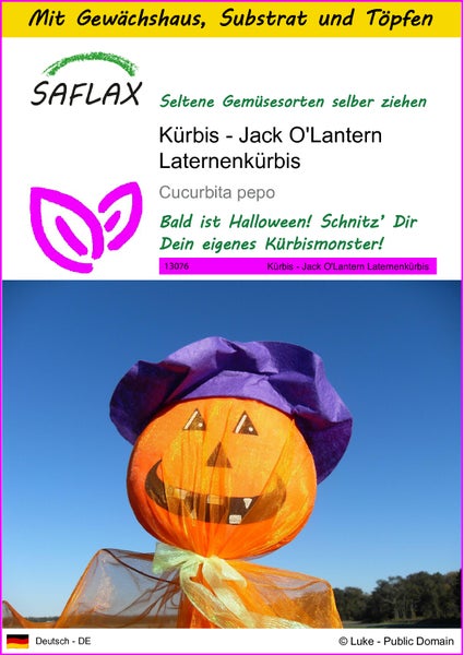 SAFLAX Anzucht Set - Kürbis - Jack O'Lantern Laternenkürbis - Cucurbita pepo - 10 Samen - Mit Mini-Gewächshaus, Anzuchtsubstrat und 2 Töpfen