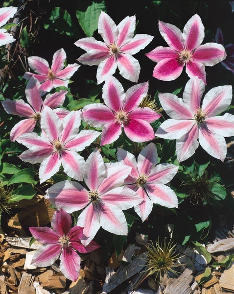 Clematis Hybride 'Carnaby', Waldrebe, zweifarbig rosa-weiß, 60–100 cm