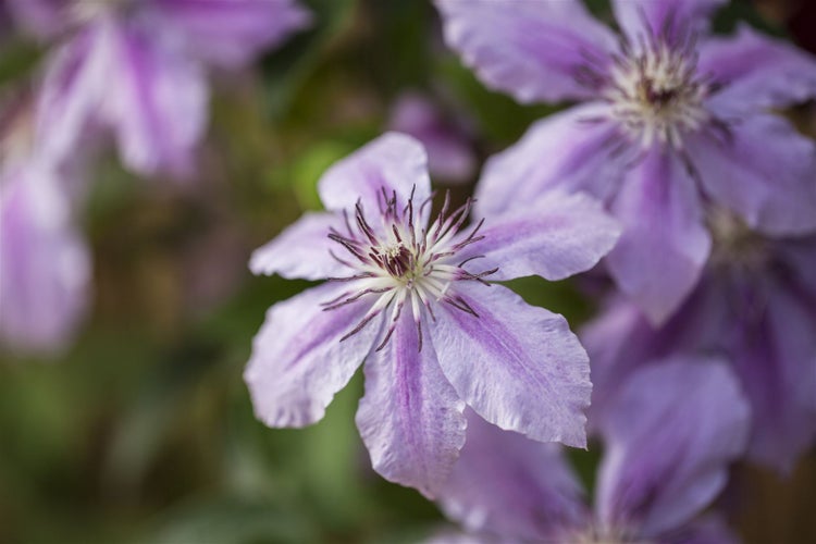 Clematis 'Girenas', Waldrebe, violett, 80–100 cm