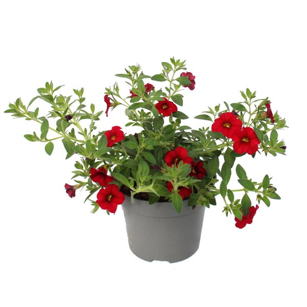 Zauberglöckchen - Minihängepetunie - Calibrachoa - 12cm Topf - Set mit 3 Pflanzen - rot