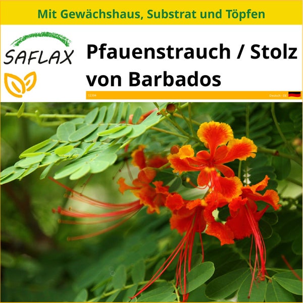 SAFLAX Anzucht Set - Pfauenstrauch / Stolz von Barbados - Caesalpinia pulcherrima - 10 Samen - Mit Mini-Gewächshaus, Anzuchtsubstrat und 2 Töpfen