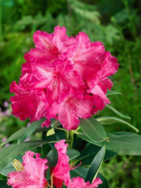 Nahaufnahme einer Rhododendronblüte